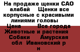 На продаже щенки САО (алабай ). Щенки все корпусные с красивыми линиями головы . › Цена ­ 30 - Все города Животные и растения » Собаки   . Амурская обл.,Ивановский р-н